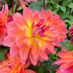 'Firepot' Dahlia -Great Garden Plants Shop DahliaFirepot 200930gbo020