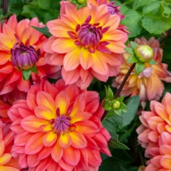'Firepot' Dahlia -Great Garden Plants Shop DahliaFirepot 242307