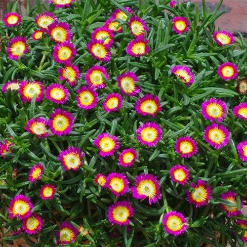 Wheels Of Wonder® Hot Pink Wonder Ice Plant 2 Wheels Of Wonder® Hot Pink Wonder Ice Plant - Image 2