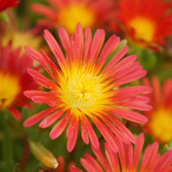 Wheels Of Wonder® Fire Wonder Ice Plant 1 Wheels Of Wonder® Fire Wonder Ice Plant