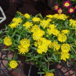 Wheels Of Wonder® Golden Wonder Ice Plant 5 Wheels Of Wonder® Golden Wonder Ice Plant -Great Garden Plants Shop DelospermaWheelsofWonder GoldenWonder Contai