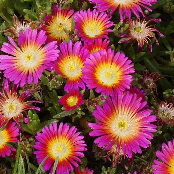 Wheels Of Wonder® Hot Pink Wonder Ice Plant 1 Wheels Of Wonder® Hot Pink Wonder Ice Plant