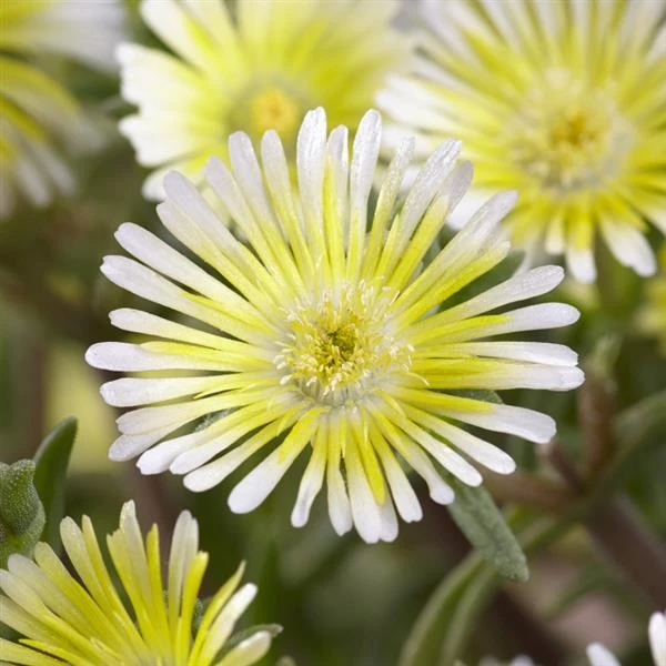 Wheels Of Wonder® Limoncello Ice Plant 1 Wheels Of Wonder® Limoncello Ice Plant