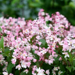 Yuki Cherry Blossom® Deutzia 10 Yuki Cherry Blossom® Deutzia -Great Garden Plants Shop Deutzia Yuki Cherry Blossom 4 P