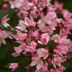 Yuki Cherry Blossom® Deutzia 11 Yuki Cherry Blossom® Deutzia -Great Garden Plants Shop Deutzia Yuki Cherry Blossom 5 P