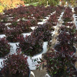 Yuki Cherry Blossom® Deutzia 12 Yuki Cherry Blossom® Deutzia -Great Garden Plants Shop Deutzia Yuki Cherry Blossom 6 P