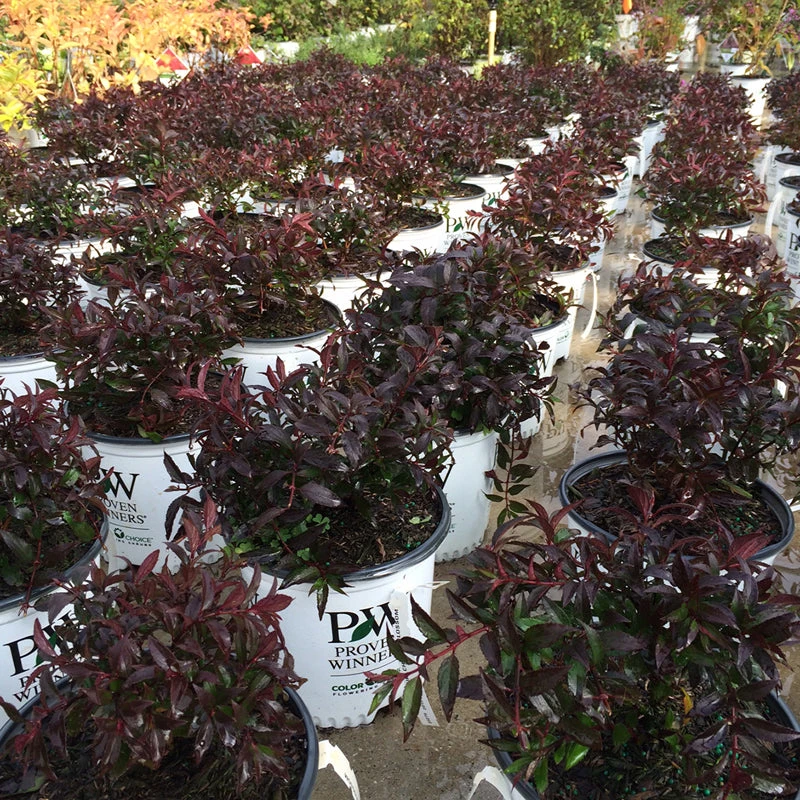 Yuki Cherry Blossom® Deutzia 6 Yuki Cherry Blossom® Deutzia - Image 6