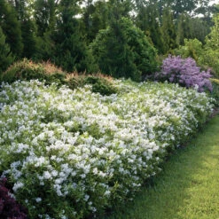 Yuki Snowflake® Deutzia