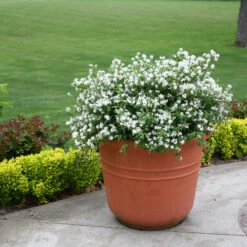 Yuki Snowflake® Deutzia -Great Garden Plants Shop Deutzia Yuki Snowflake 3 P