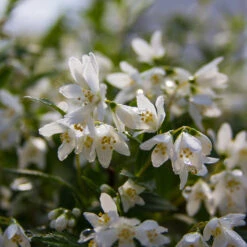 Yuki Snowflake® Deutzia -Great Garden Plants Shop Deutzia Yuki Snowflake 5 P