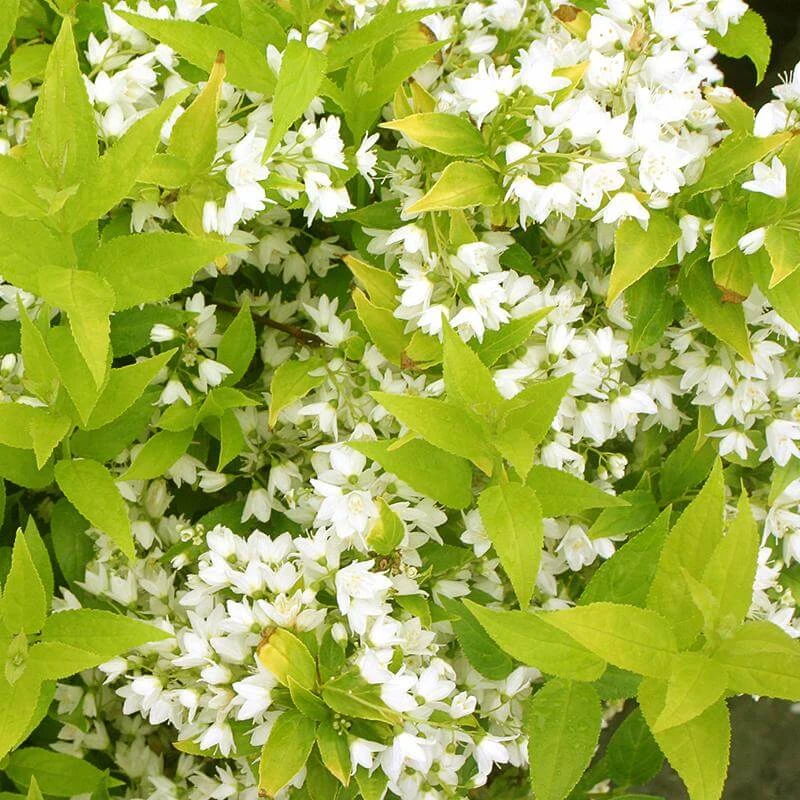 Chardonnay Pearls® Deutzia 2 Chardonnay Pearls® Deutzia - Image 2