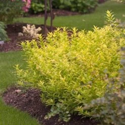 Chardonnay Pearls® Deutzia 6 Chardonnay Pearls® Deutzia -Great Garden Plants Shop Deutzia Chardonnay Pearls 3 P sw