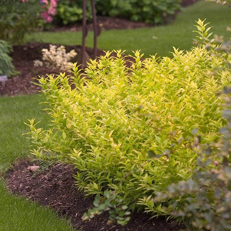 Chardonnay Pearls® Deutzia 3 Chardonnay Pearls® Deutzia - Image 3