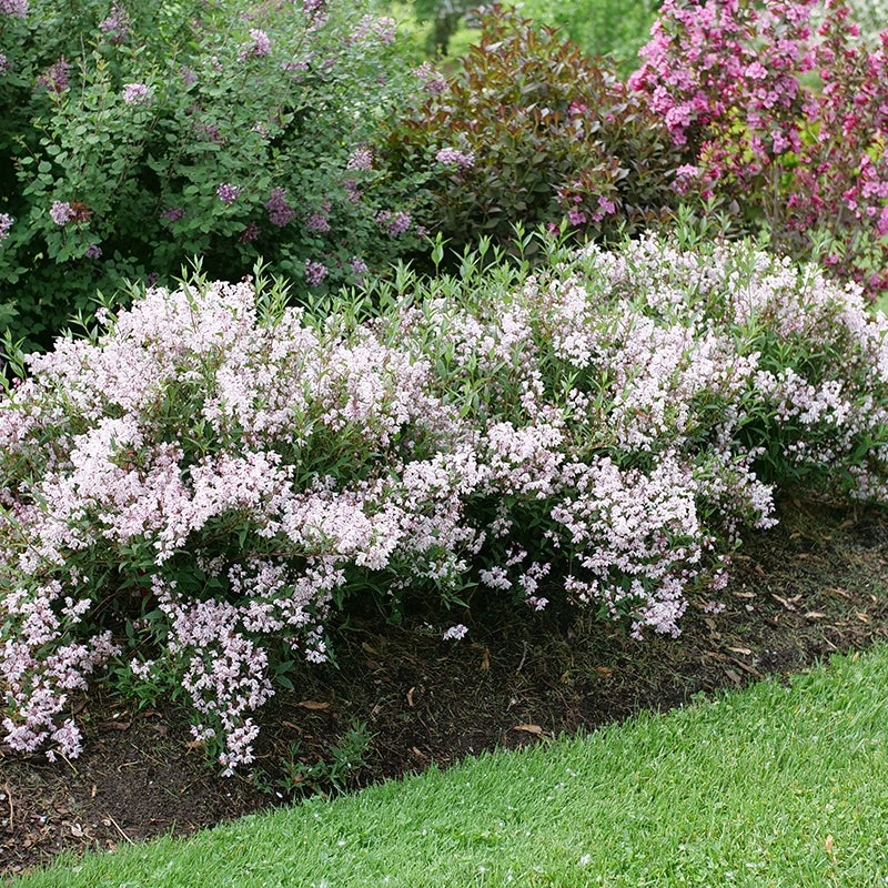 Yuki Kabuki™ Deutzia 2 Yuki Kabuki™ Deutzia - Image 2