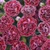Fruit Punch® 'Cherry Vanilla' Dianthus