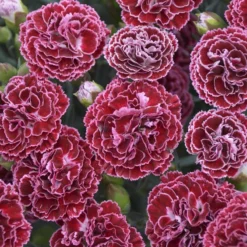Fruit Punch® 'Cherry Vanilla' Dianthus