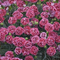 Fruit Punch® 'Cherry Vanilla' Dianthus 8 Fruit Punch® 'Cherry Vanilla' Dianthus -Great Garden Plants Shop Dianthus Cherry Vanilla 3 P sw