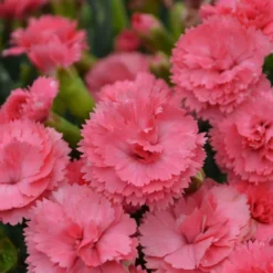 Fruit Punch® 'Classic Coral' Dianthus -Great Garden Plants Shop Dianthus ClassicCoral PP30048CPBRAF0003lowres