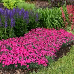'Paint The Town Magenta' Dianthus -Great Garden Plants Shop Dianthus Paint the Town Magenta 2 P