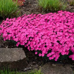 'Paint The Town Magenta' Dianthus -Great Garden Plants Shop Dianthus Paint the Town Magenta 3 P