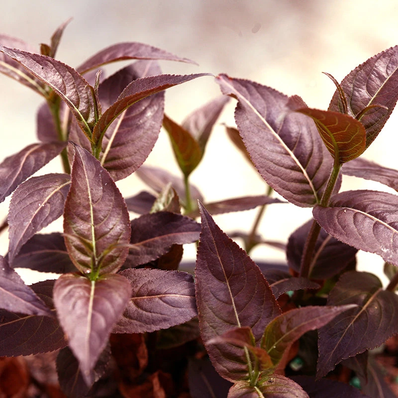 Kodiak® Black Diervilla 1 Kodiak® Black Diervilla