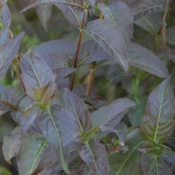 Kodiak® Black Diervilla 7 Kodiak® Black Diervilla -Great Garden Plants Shop Diervilla Kodiak Black 3