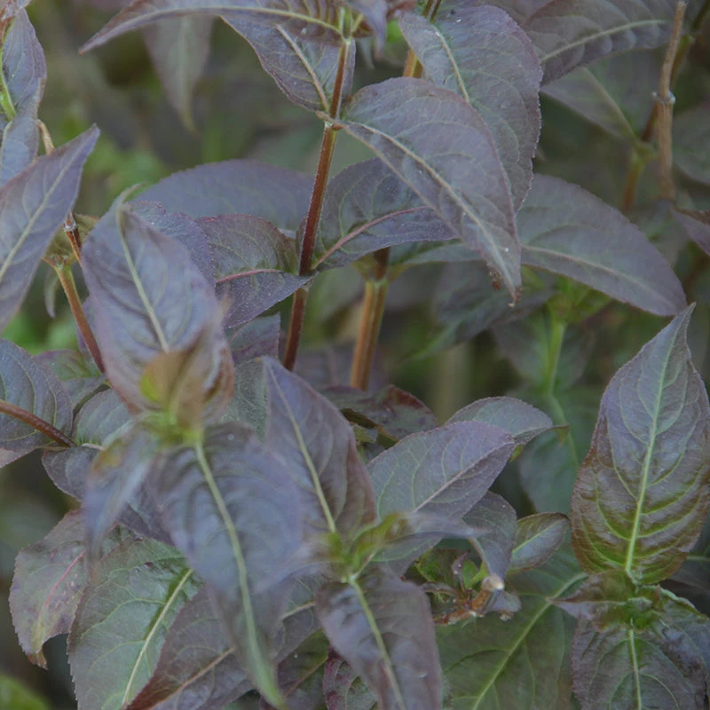 Kodiak® Black Diervilla 3 Kodiak® Black Diervilla - Image 3