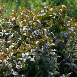 Kodiak® Black Diervilla 8 Kodiak® Black Diervilla -Great Garden Plants Shop Diervilla Kodiak Black 4