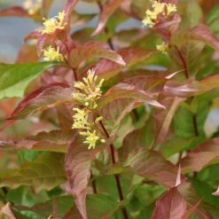Kodiak® Orange Diervilla -Great Garden Plants Shop Diervilla Kodiak Orange 4