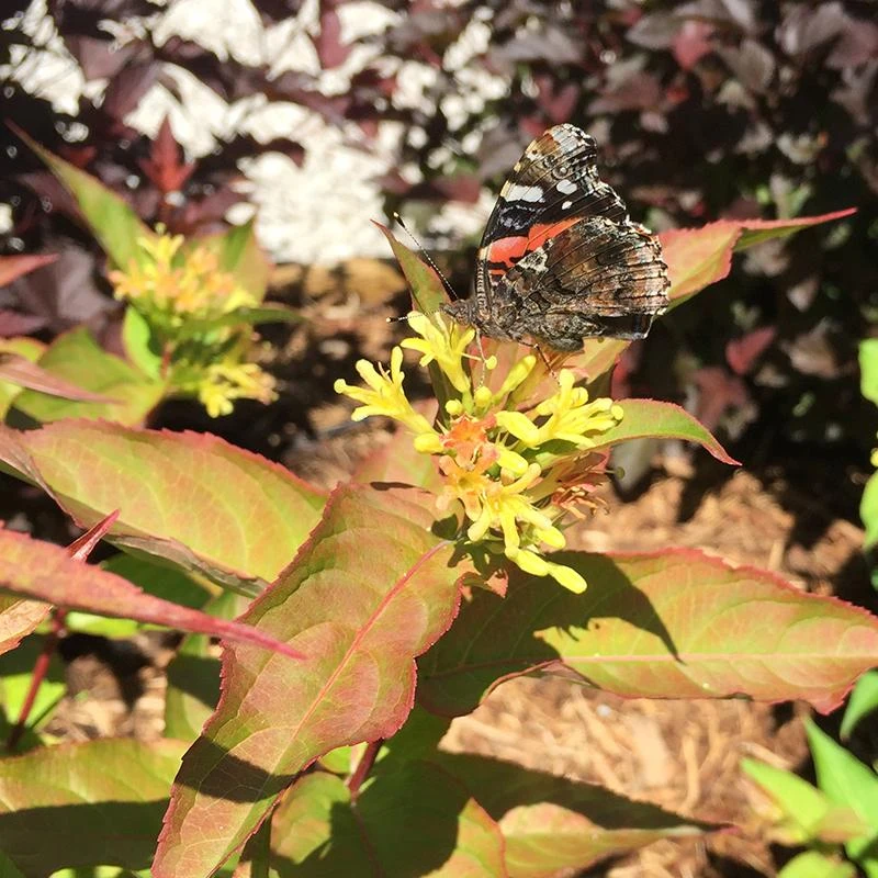 Kodiak® Red Diervilla 1 Kodiak® Red Diervilla