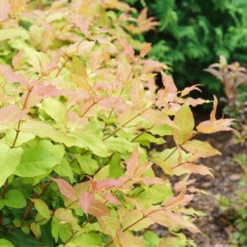 Kodiak Fresh⢠Diervilla