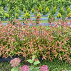 Kodiak® Red 2.0 Diervilla -Great Garden Plants Shop Diervilla Kodiak Red 2 IMG 7178