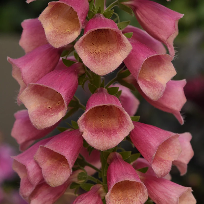 Arctic Fox™ Rose Foxglove 2 Arctic Fox™ Rose Foxglove - Image 2