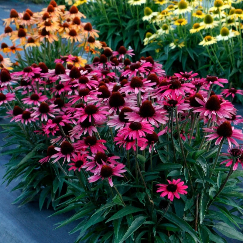 Dark Shadows™ 'Wicked' Coneflower 2 Dark Shadows™ 'Wicked' Coneflower - Image 2