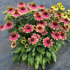 Kismet® 'Pink Lemonade' Coneflower -Great Garden Plants Shop Echinacea Kismet Pink Lemonade 4