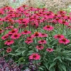 Kismet® Raspberry Coneflower