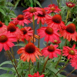 Kismet® Red Coneflower 5 Kismet® Red Coneflower -Great Garden Plants Shop Echinacea Kismet Red 1 P