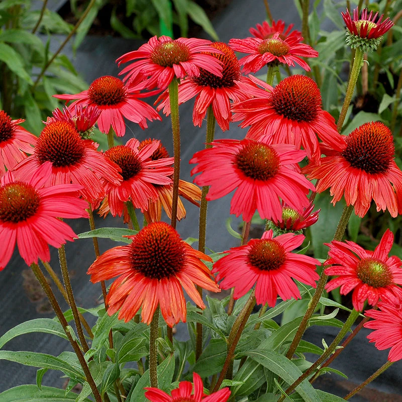 Kismet® Red Coneflower 3 Kismet® Red Coneflower - Image 3