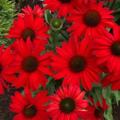 Kismet® Red Coneflower