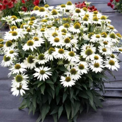 Kismet® White Coneflower