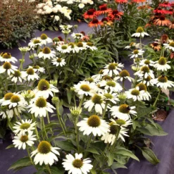 Kismet® White Coneflower -Great Garden Plants Shop Echinacea Kismet White 2