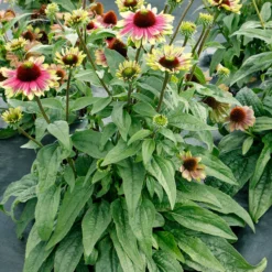 'Sweet Sandia' Coneflower -Great Garden Plants Shop Echinacea Sweet Sandia 4