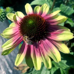 'Sweet Sandia' Coneflower -Great Garden Plants Shop Echinacea Sweet Sandia 5