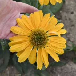 Color Coded® 'One In A Melon' Coneflower -Great Garden Plants Shop Echinacea OneinaMelon Coneflower 2