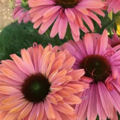 Great Garden Plants Shop 17 SunSeekers® 'Rainbow' Coneflower