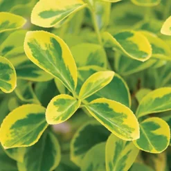 Gold Splash® Wintercreeper -Great Garden Plants Shop Euonymus Gold Splash 3 sw