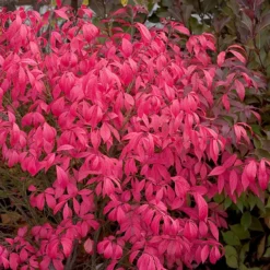 Unforgettable Fire® Burning Bush 9 Unforgettable Fire® Burning Bush -Great Garden Plants Shop Euonymus Unforgettable Fire 4 P