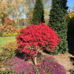 Unforgettable Fire® Burning Bush 10 Unforgettable Fire® Burning Bush -Great Garden Plants Shop Euonymus Unforgettable Fire 5 P