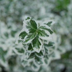 White Album® Wintercreeper 6 White Album® Wintercreeper -Great Garden Plants Shop Euonymus White Album 3