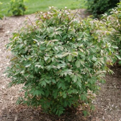 Fire Ball Seedless™ Burning Bush -Great Garden Plants Shop EuonymusFireBallSeedlessP1238203 800x800 e186a58